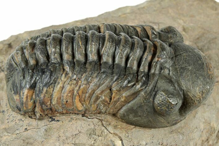 Reedops Trilobite - Atchana, Morocco #312337